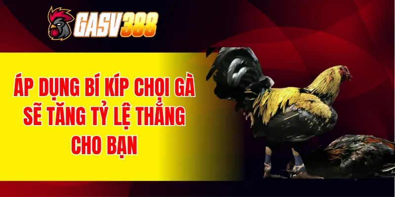 Áp dụng bí kíp chọi gà sẽ tăng tỷ lệ thắng cho bạn