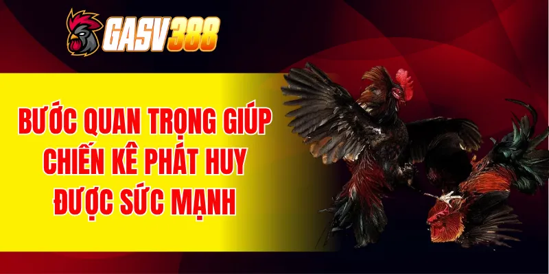 Bước quan trọng giúp chiến kê phát huy được sức mạnh