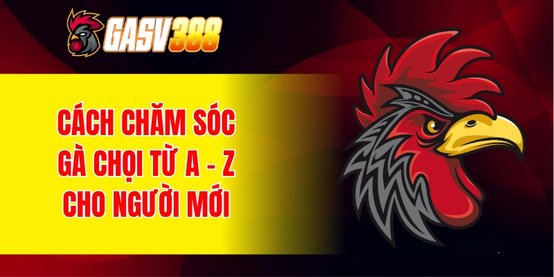 Cách chăm sóc gà chọi từ A - Z cho người mới