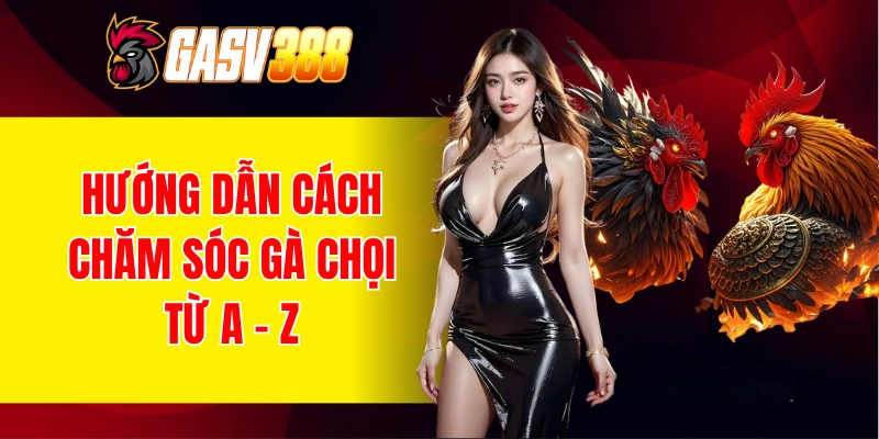 cách chăm sóc gà chọi