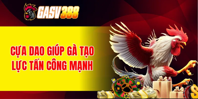 Cựa dao giúp gà tạo lực tấn công mạnh