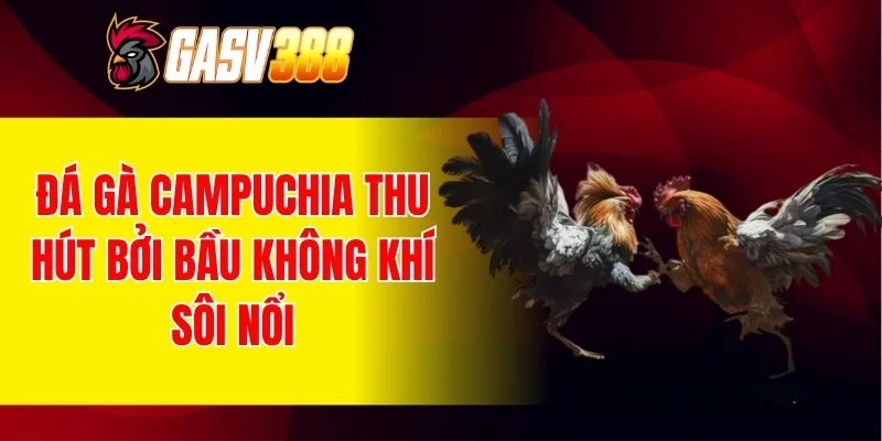 Đá gà Campuchia thu hút bởi bầu không khí sôi nổi