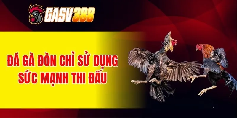 Đá gà đòn chỉ sử dụng sức mạnh thi đấu