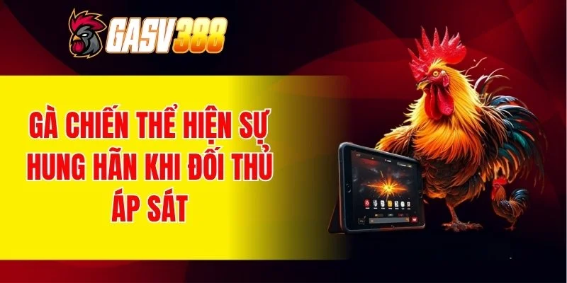 Gà chiến thể hiện sự hung hãn khi đối thủ áp sát