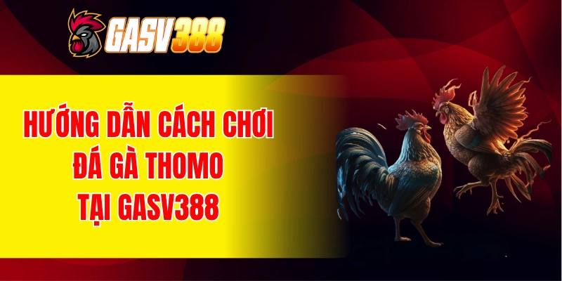Hướng dẫn cách tham gia cá cược đá gà Thomo tại GASV388