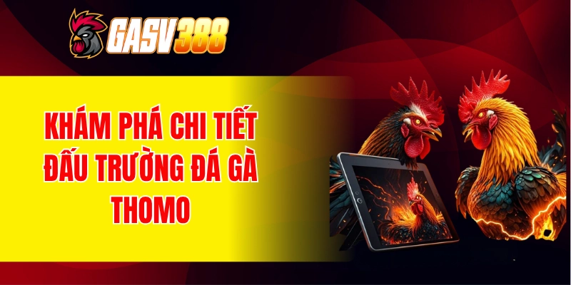 Khám phá chi tiết về đấu trường đá gà Thomo