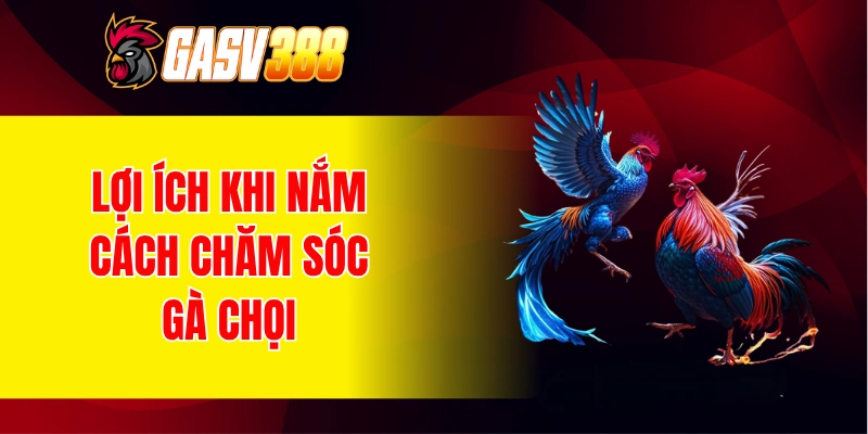Lợi ích khi nắm vững cách chăm sóc gà chọi