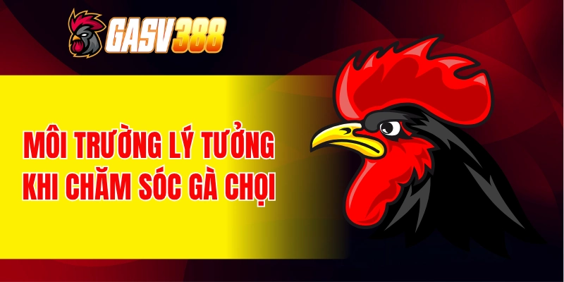Môi trường lý tưởng khi thực hiện cách chăm sóc gà chọi