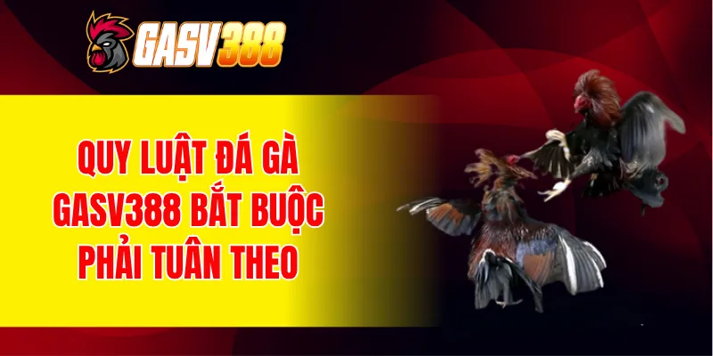 Quy luật đá gà GASV388 bắt buộc phải tuân theo