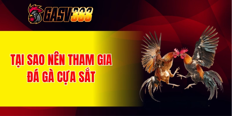 Tại sao nên tham gia cá cược tại đấu trường đá gà cựa sắt?