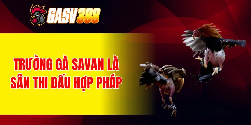 Trường gà Savan là sân thi đấu hợp pháp